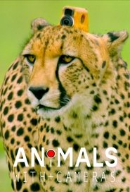 Animals with Cameras Animals with Cameras