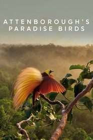 Attenborough’s Paradise Birds Attenborough’s Paradise Birds