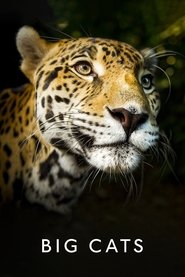 Big Cats Big Cats