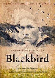 Blackbird Blackbird