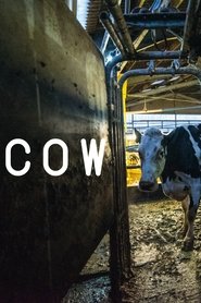 Cow Cow