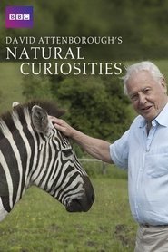 David Attenborough’s Natural Curiosities Season 4 Episode 1