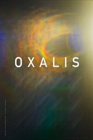 Oxalis Oxalis