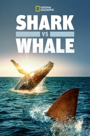 Shark vs. Whale Shark vs. Whale