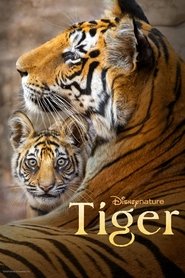 Tiger Tiger